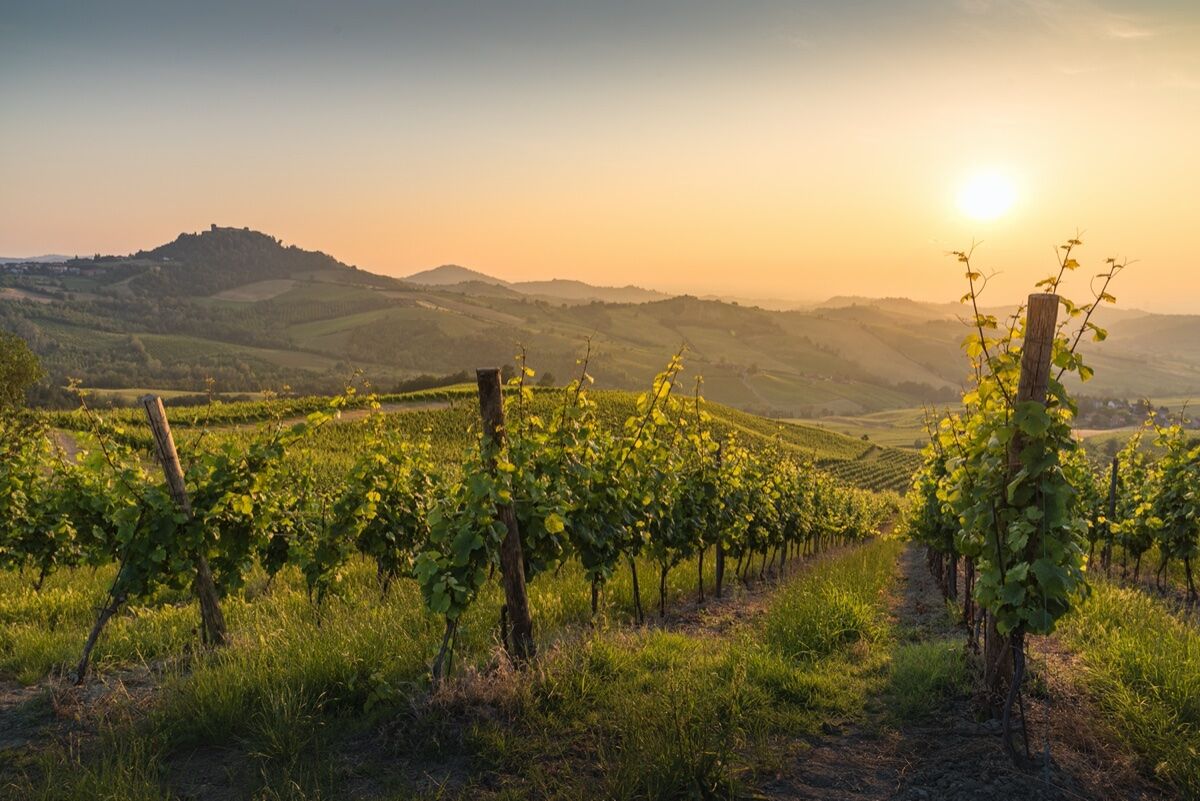 Cena tra le vigne sotto la Rovere Secolare desktop picture