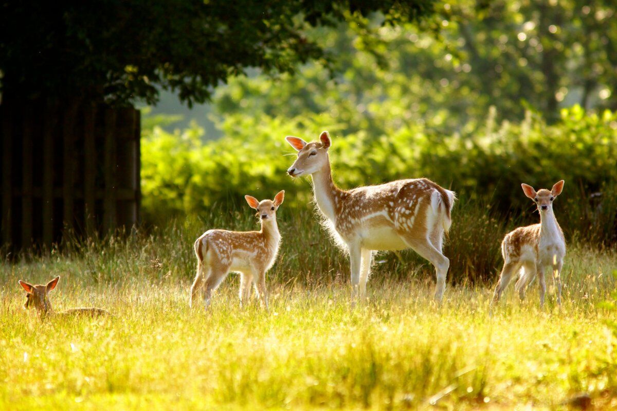 Meeters & Gengle: Passeggiata con figli nei Gessi Bolognesi desktop picture