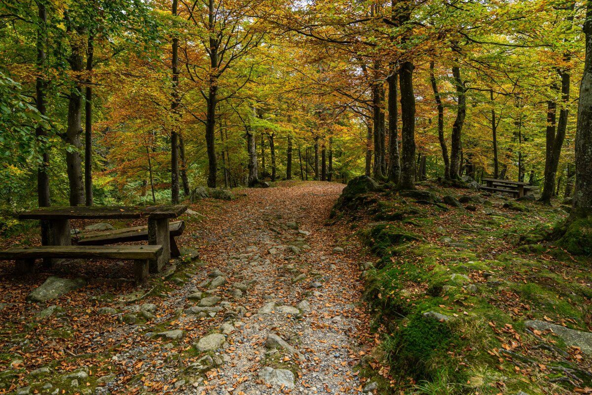 Escursione con raccolta di castagne ai piedi del Monte Magnodeno Escursione con raccolta di castagne ai piedi del Monte Magnodeno desktop picture