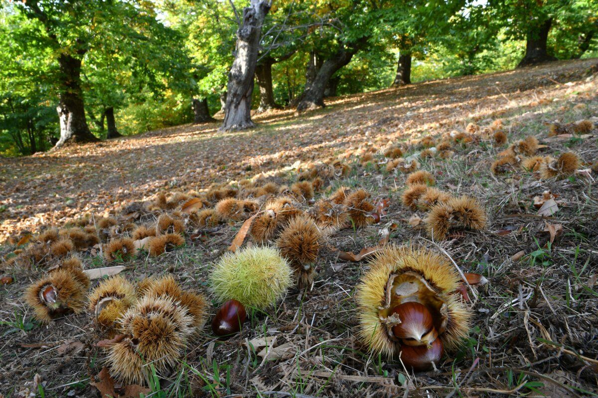 Escursione con raccolta di castagne ai piedi del Monte Magnodeno Escursione con raccolta di castagne ai piedi del Monte Magnodeno desktop picture
