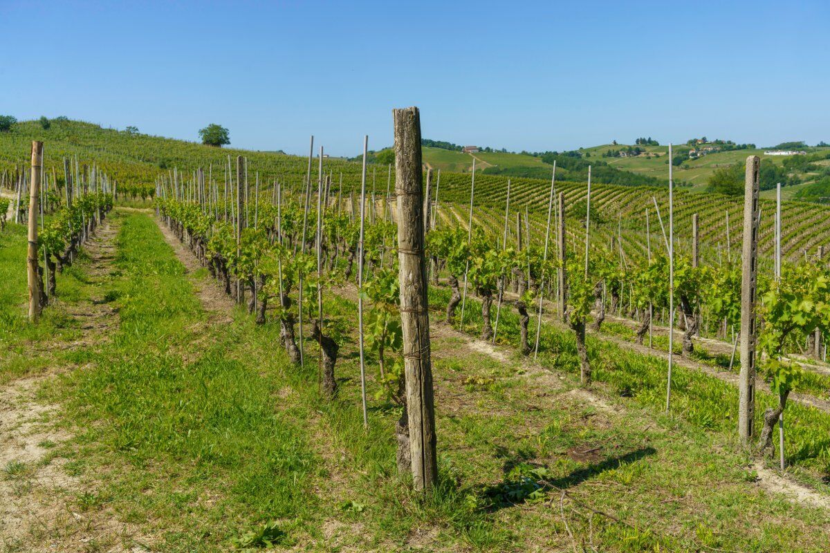 Percorso Panoramico tra le Vigne di Nizza Monferrato Percorso Panoramico tra le Vigne di Nizza Monferrato desktop picture