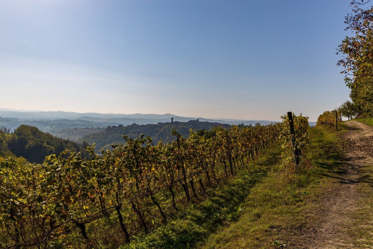Percorso Panoramico tra le Vigne di Nizza Monferrato Percorso Panoramico tra le Vigne di Nizza Monferrato desktop picture