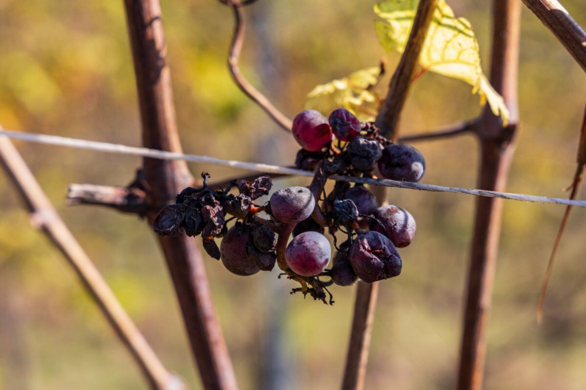 Percorso Panoramico tra le Vigne di Nizza Monferrato desktop picture