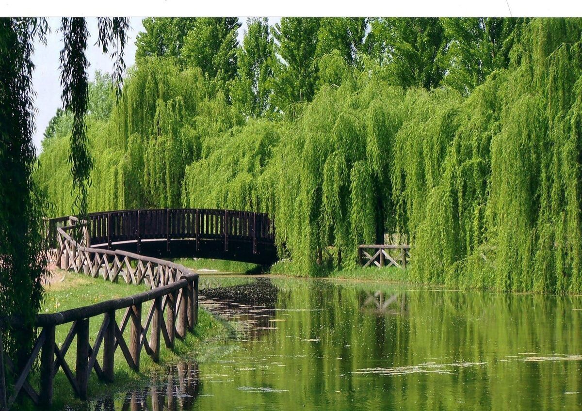 Laboratorio nel Parco del Centenario: La “Ricerca della Felicità” desktop picture