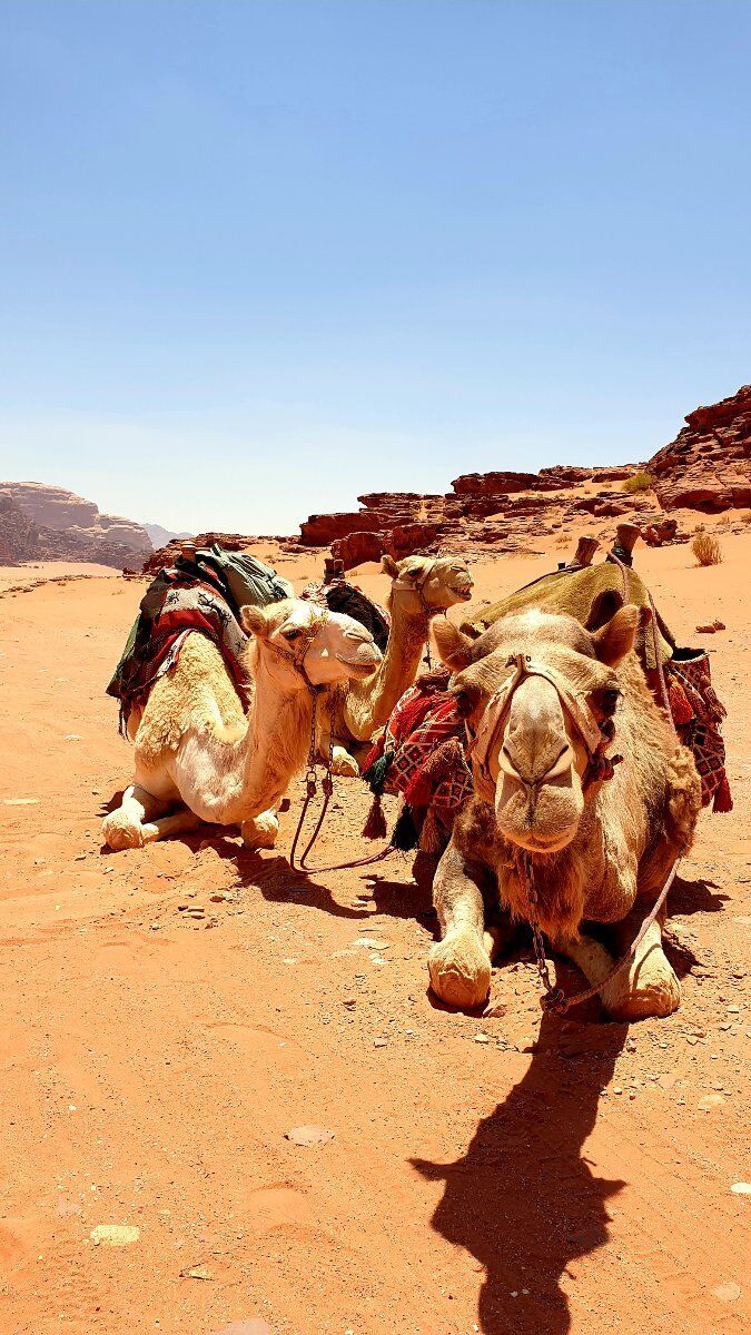 Capodanno in Giordania: Petra e Notte nel Deserto Capodanno in Giordania: Petra e Notte nel Deserto desktop picture