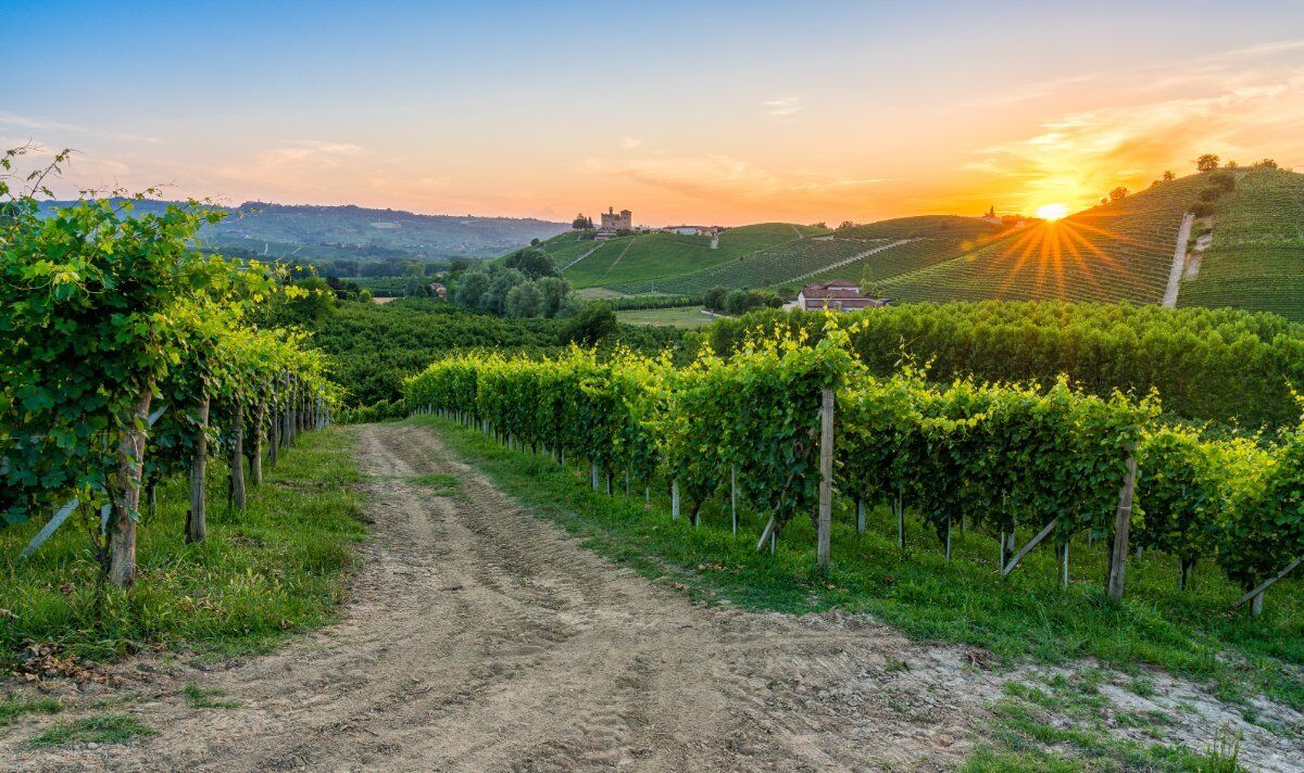 Aperitivo con Degustazione di Vino tra le Vigne di Morsasco desktop picture