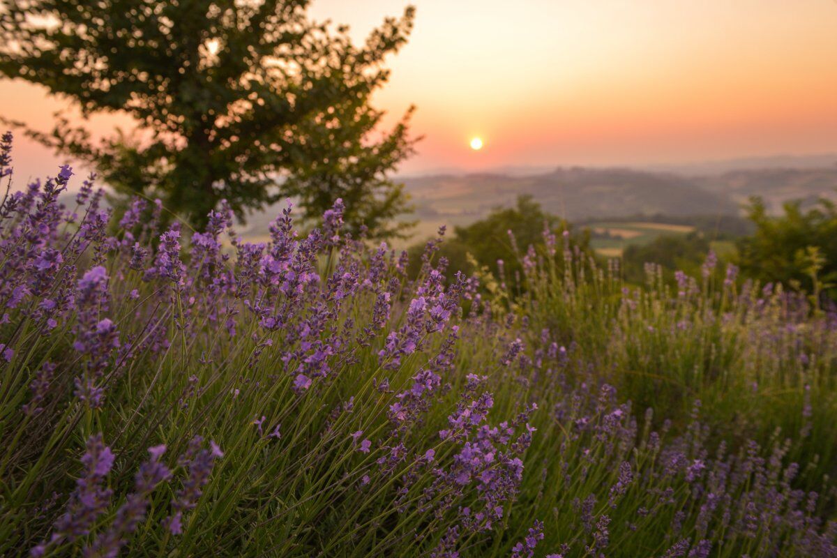 Degustazione di Vino al Tramonto tra i Vigneti di Nizza Monferrato Degustazione di Vino al Tramonto tra i Vigneti di Nizza Monferrato desktop picture