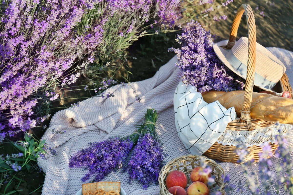 Passeggiata con Pranzo inedito tra i campi di Lavanda del Monferrato desktop picture