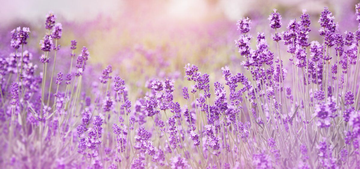 Passeggiata con Pranzo inedito tra i campi di Lavanda del Monferrato desktop picture