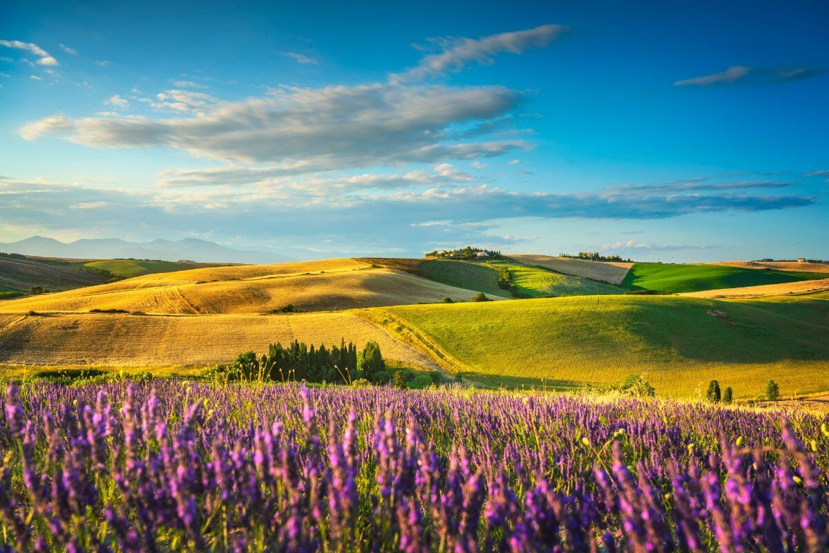 Passeggiata con Pranzo inedito tra i campi di Lavanda del Monferrato desktop picture