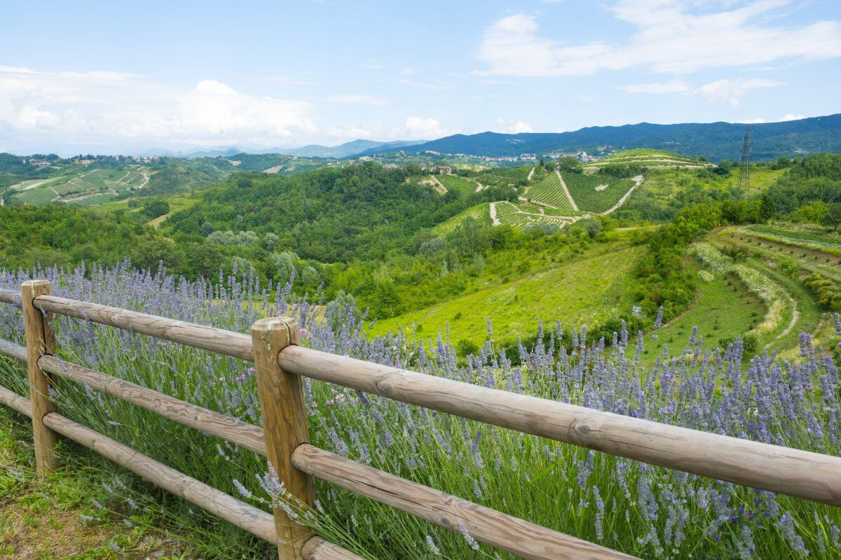 Passeggiata con Pranzo inedito tra i campi di Lavanda del Monferrato desktop picture