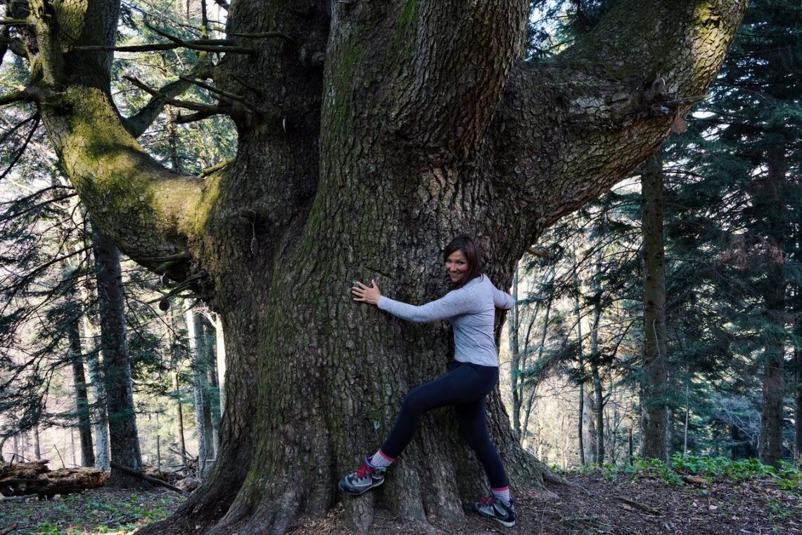 Bagno di Foresta e Meditazione al Patriarca del Monte Baldo Bagno di Foresta e Meditazione al Patriarca del Monte Baldo desktop picture