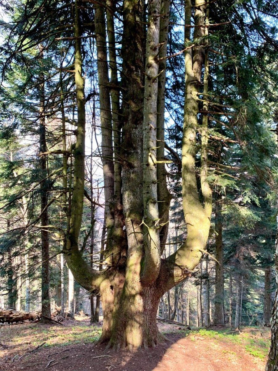 Bagno di Foresta e Meditazione al Patriarca del Monte Baldo desktop picture