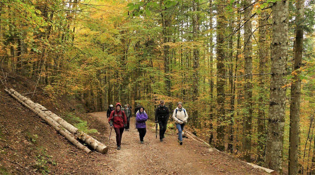La magia di Vallombrosa: Camminata tra ruscelli e faggi La magia di Vallombrosa: Camminata tra ruscelli e faggi desktop picture