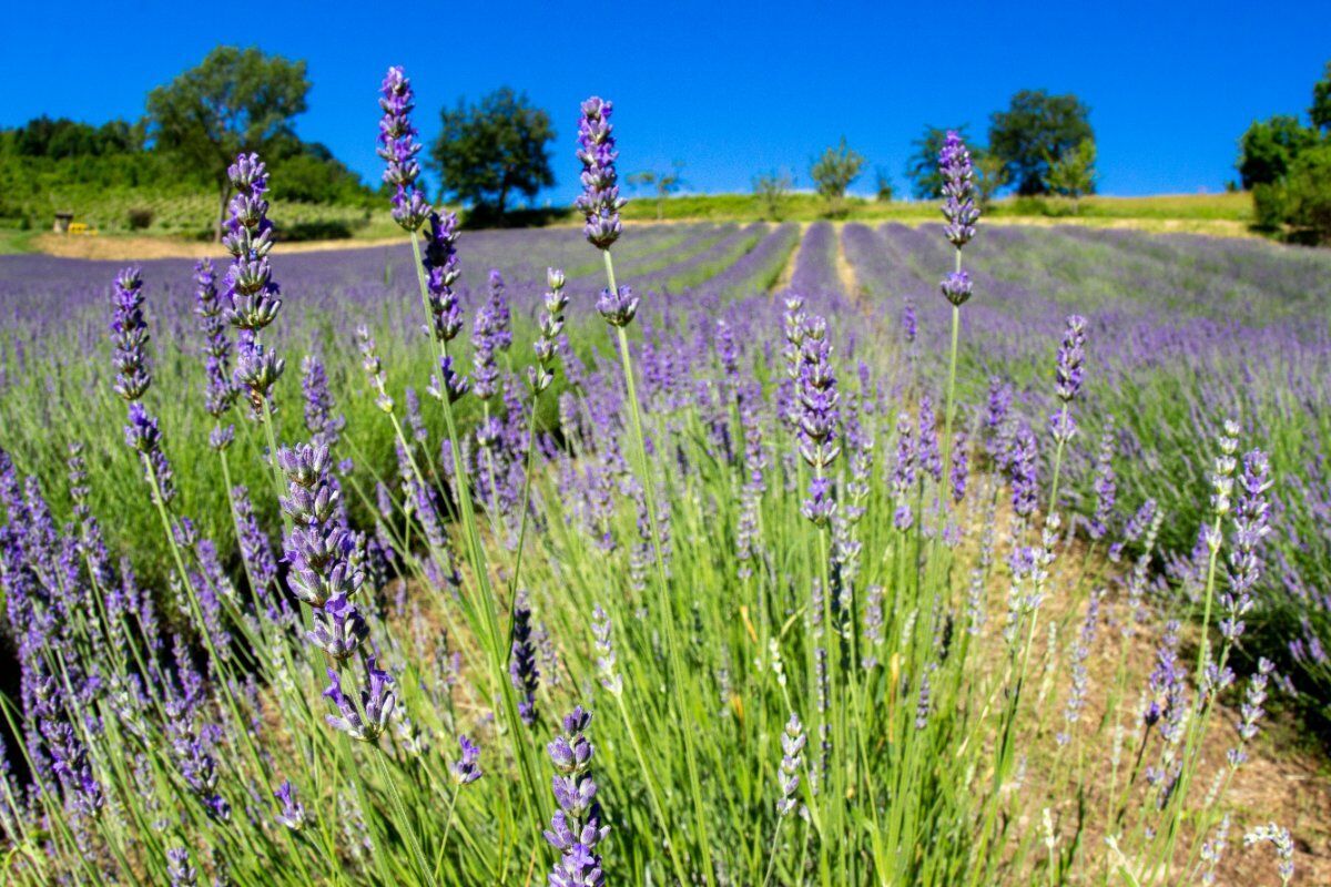 San Lorenzo in Collina: Un'Escursione tra la Lavanda San Lorenzo in Collina: Un'Escursione tra la Lavanda desktop picture