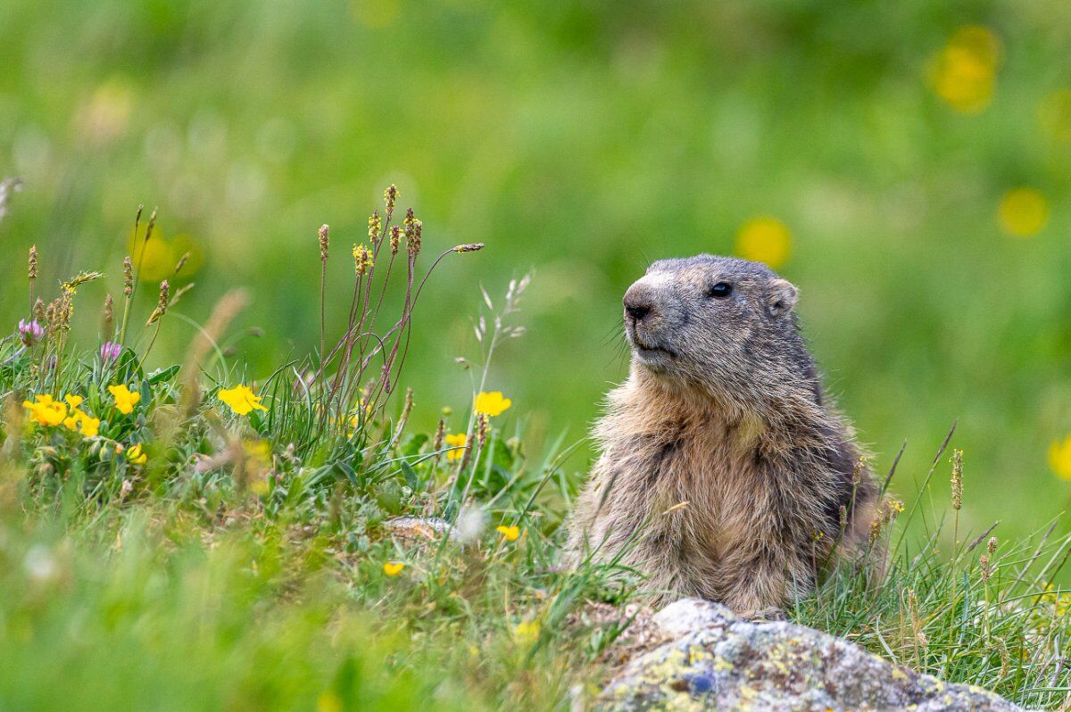 Trekking sulle Dolomiti di Brenta: alla Ricerca delle Marmotte desktop picture