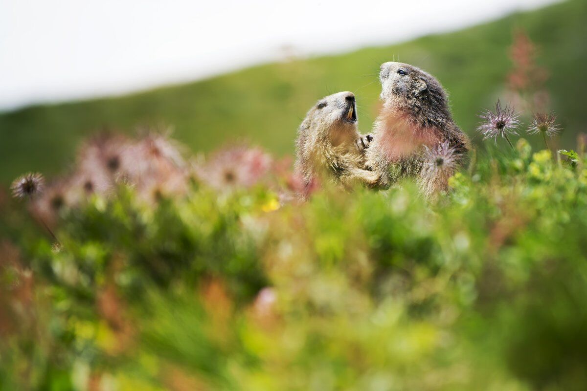 Trekking sulle Dolomiti di Brenta: alla Ricerca delle Marmotte desktop picture