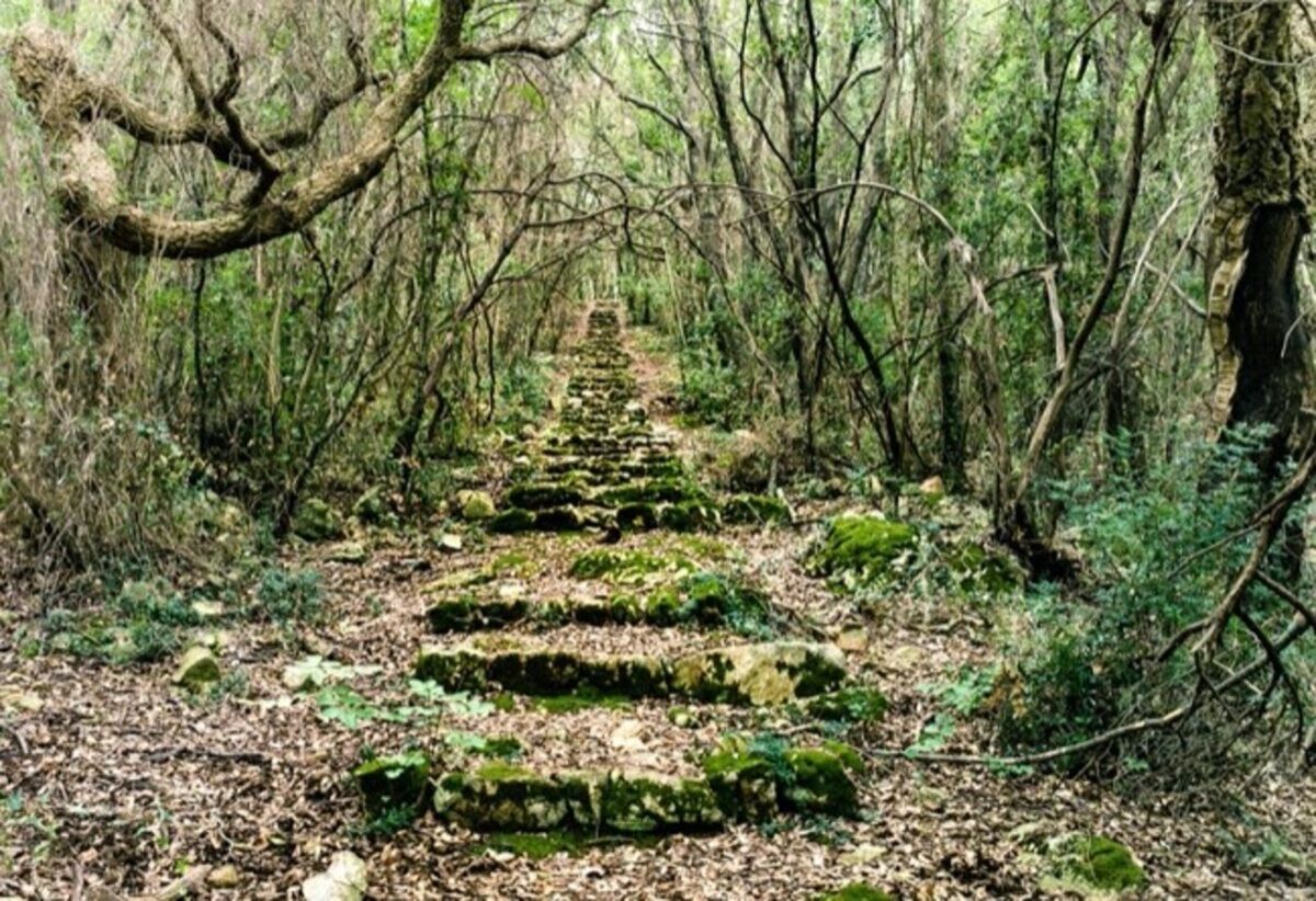 Camminata nel Bosco di Circe: tra pozioni e leggende antiche desktop picture