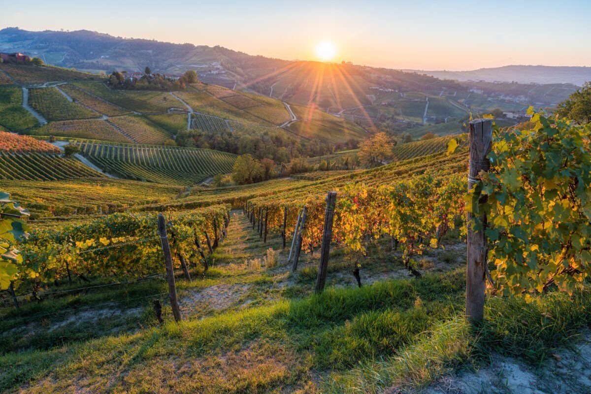 Notte di San Lorenzo: Passeggiata nel Monferrato con Degustazione di vino desktop picture