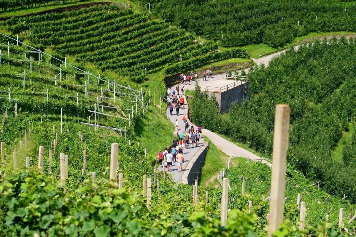 Val di Cembra e Müller Thurgau: Trekking con Brindisi finale desktop picture