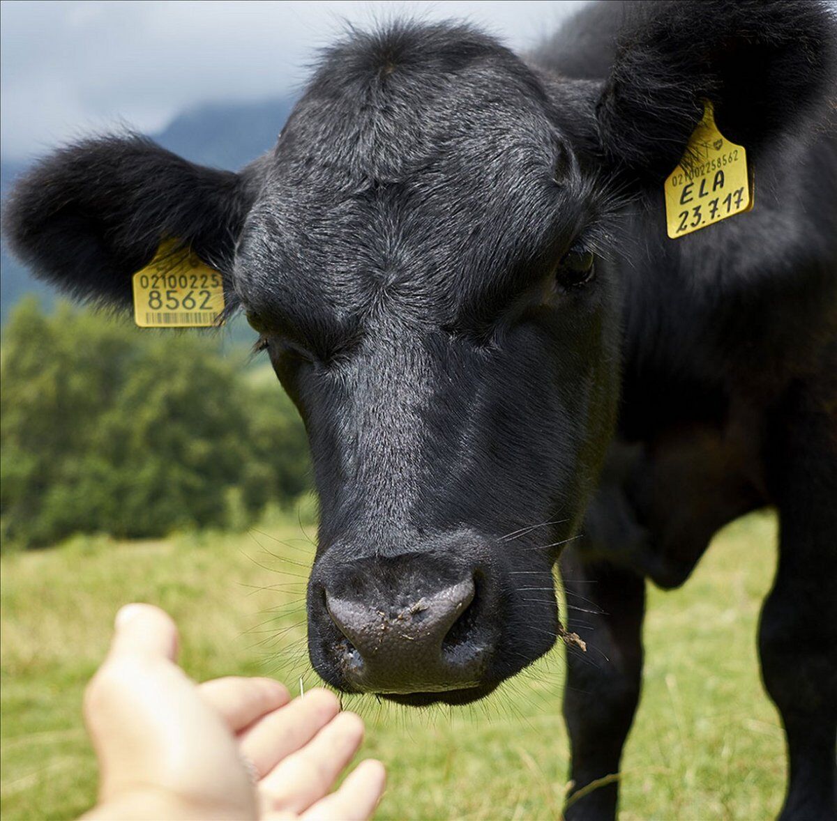 Meeters & Pascol: Escursione tra storia, natura e sapori del Monte Baldo Meeters & Pascol: Escursione tra storia, natura e sapori del Monte Baldo desktop picture