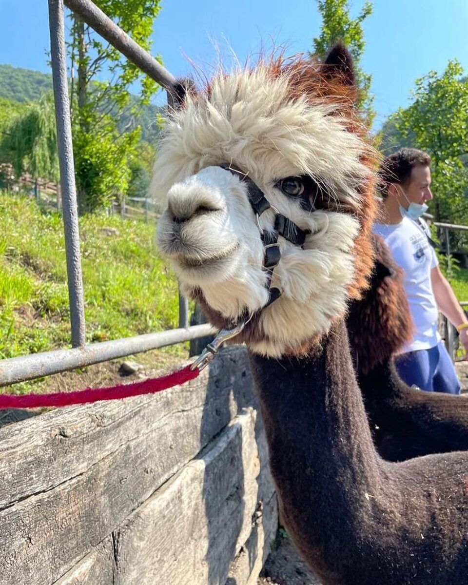 Pranzo Bergamasco nell'Agriturismo degli Alpaca desktop picture