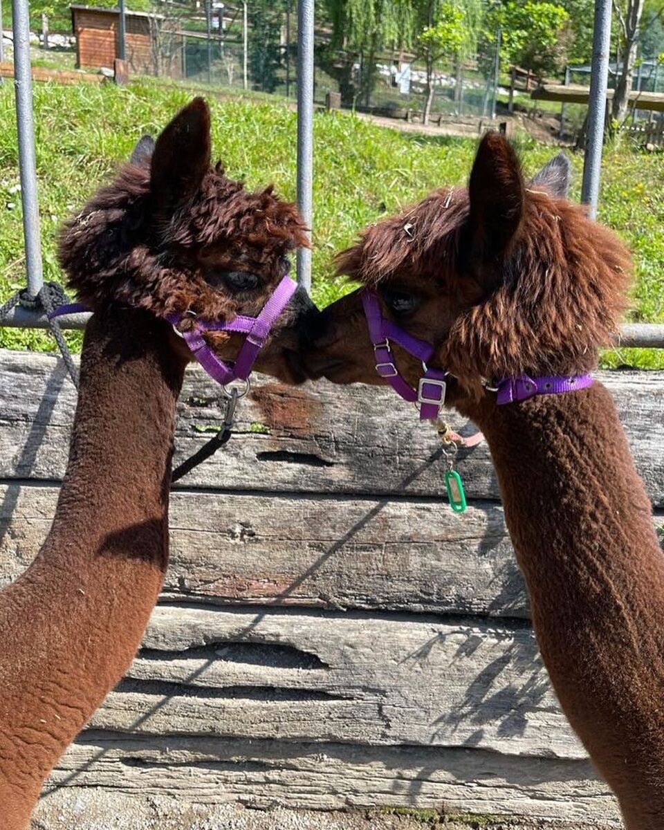 Pranzo Bergamasco nell'Agriturismo degli Alpaca desktop picture