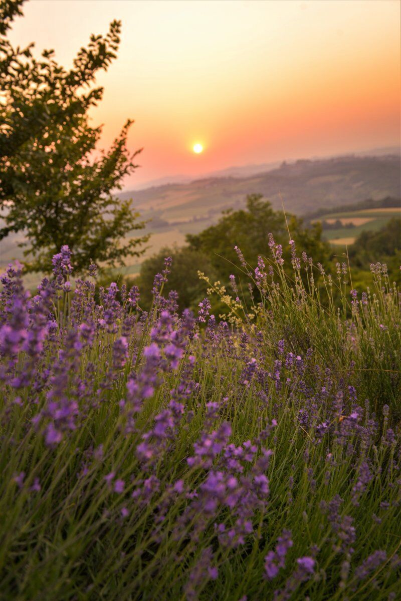 Camminata con cena al tramonto tra i campi di Lavanda del Monferrato desktop picture