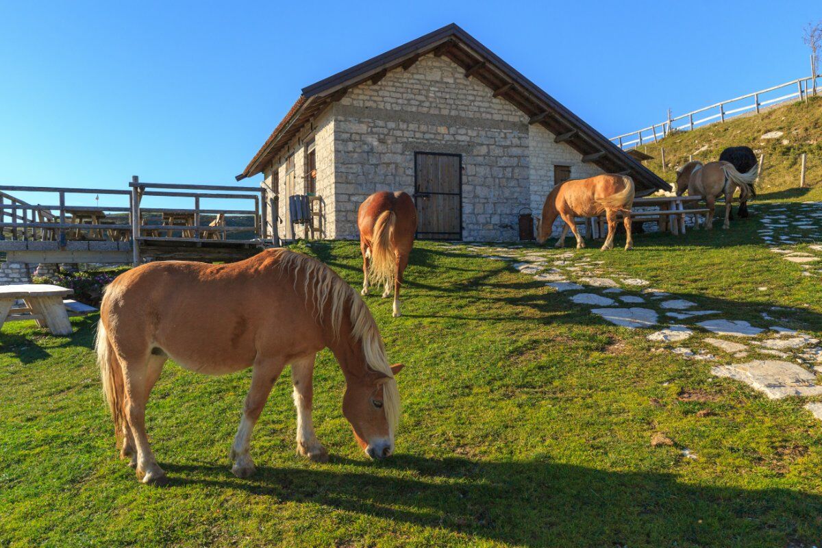 Notte di San Lorenzo: Trekking sotto le stelle a Monte Cesen Notte di San Lorenzo: Trekking sotto le stelle a Monte Cesen desktop picture