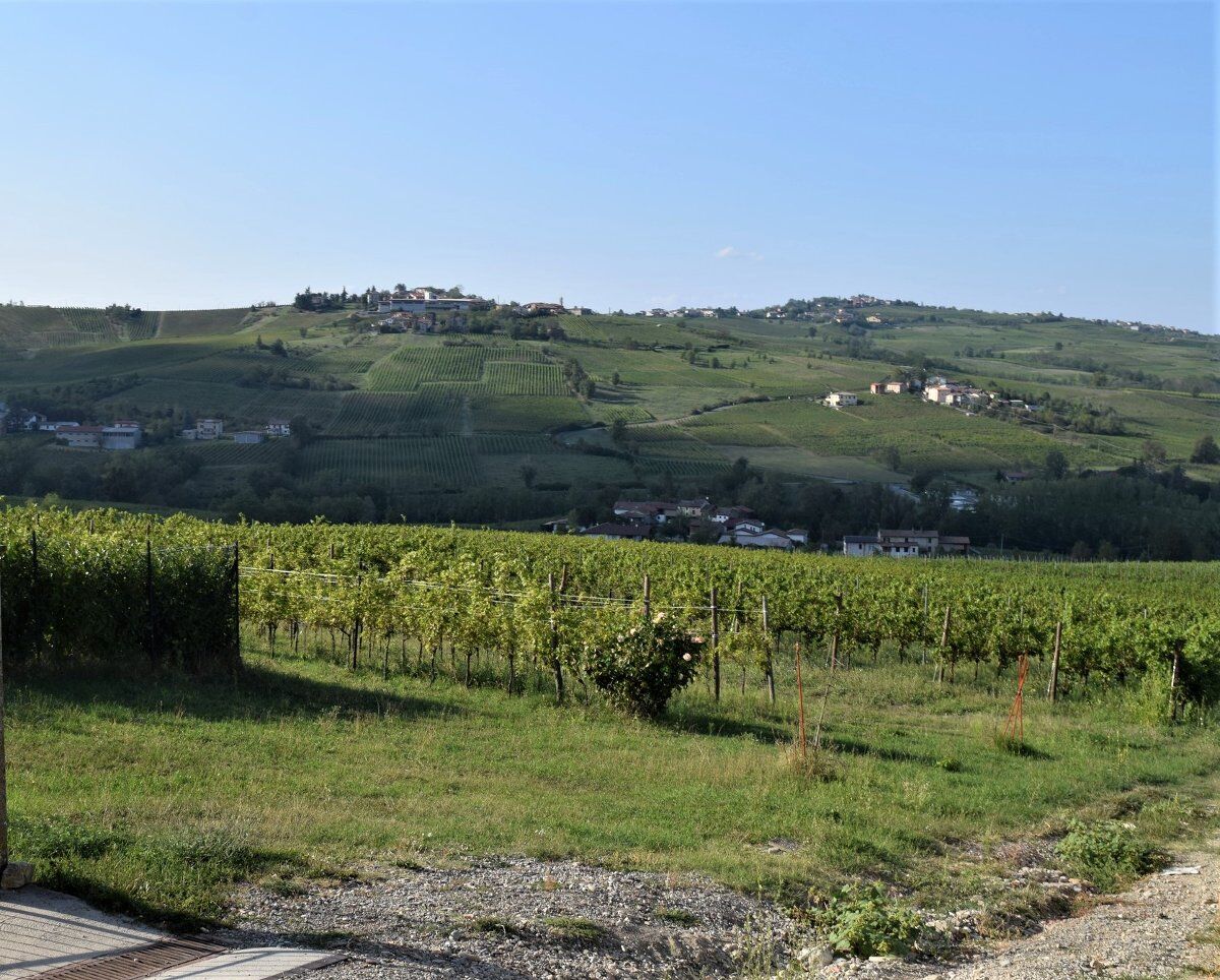 Apericena in vigna con esperienza di vendemmia desktop picture