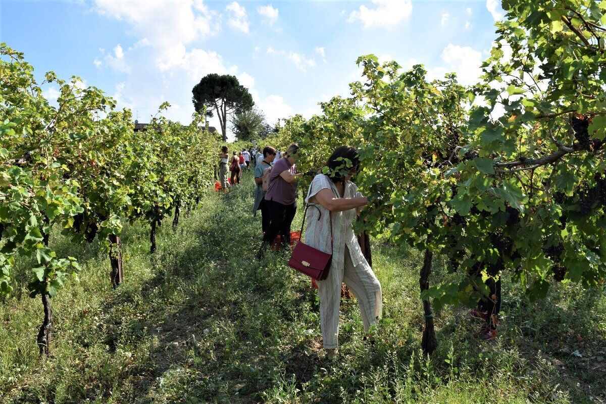 Apericena in vigna con esperienza di vendemmia desktop picture