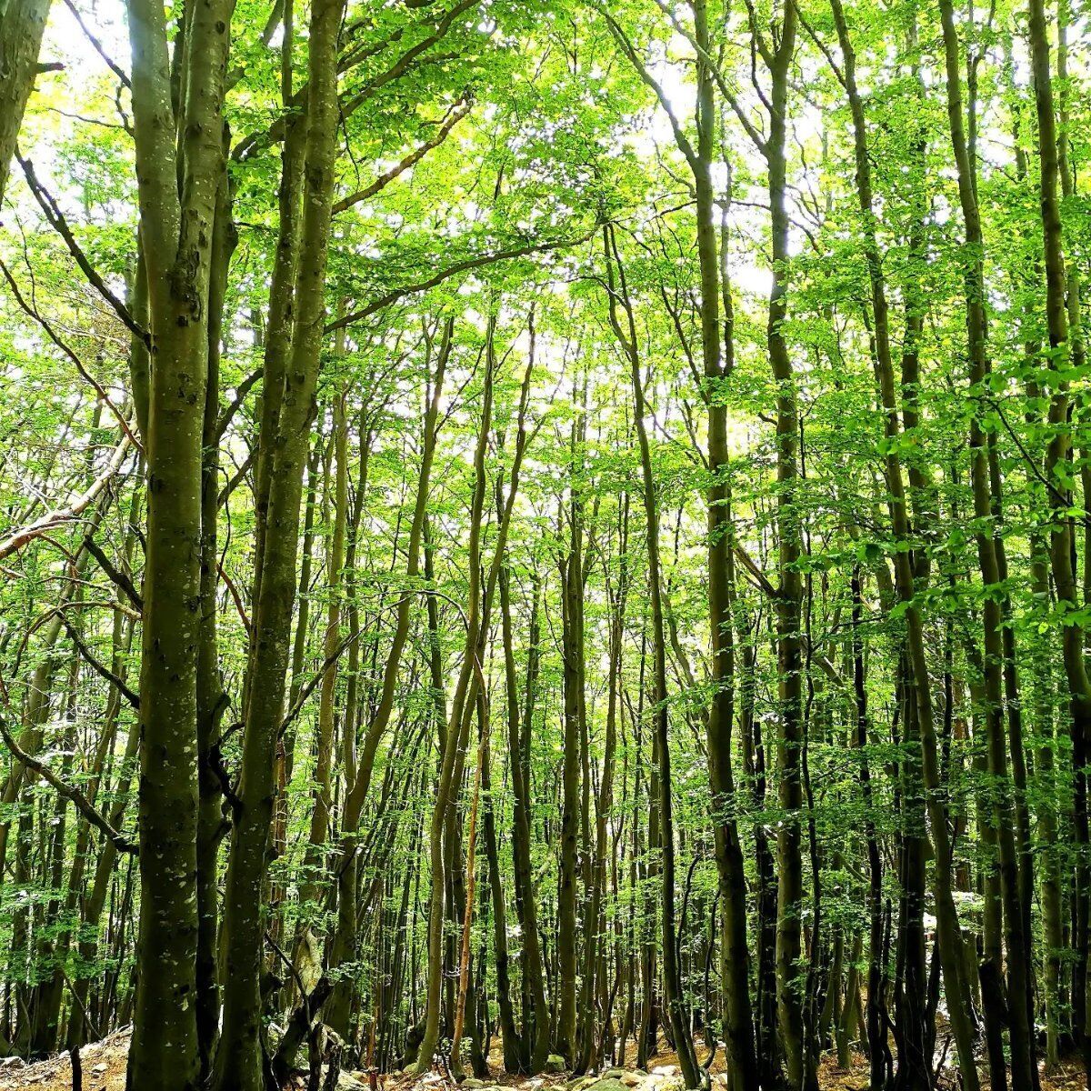 Lago di Como: Trekking panoramico con lo sciamano Lago di Como: Trekking panoramico con lo sciamano desktop picture