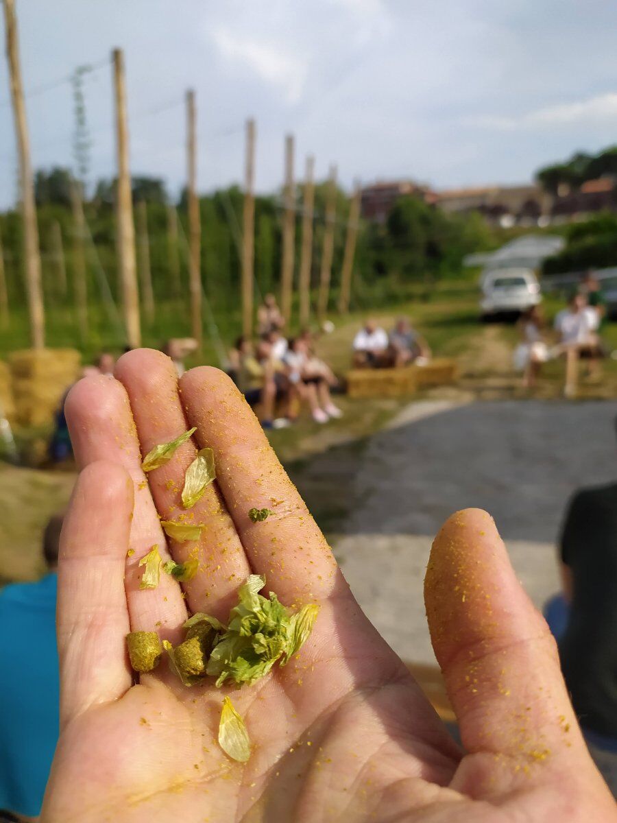 Trekking tra foliage e castagnata in Brianza: alla scoperta del luppoleto Trekking tra foliage e castagnata in Brianza: alla scoperta del luppoleto desktop picture