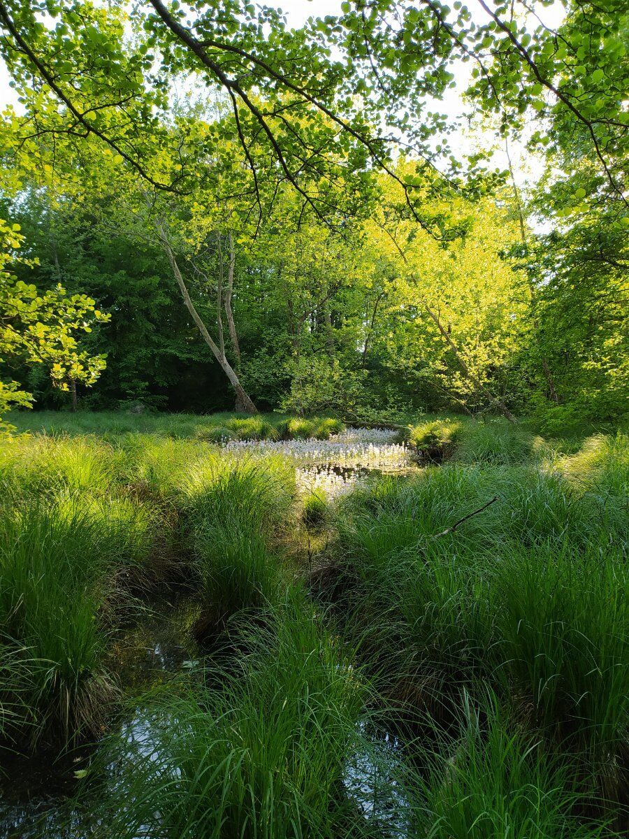 Trekking tra foliage e castagnata in Brianza: alla scoperta del luppoleto Trekking tra foliage e castagnata in Brianza: alla scoperta del luppoleto desktop picture