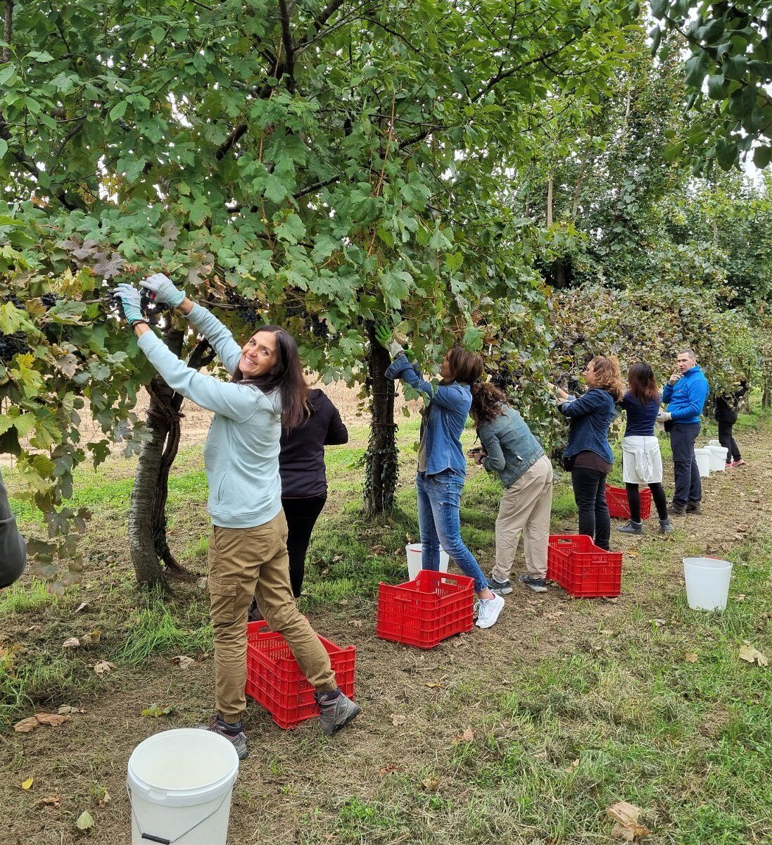 Tour in vigna con vendemmia e Pranzo tipico in fattoria desktop picture