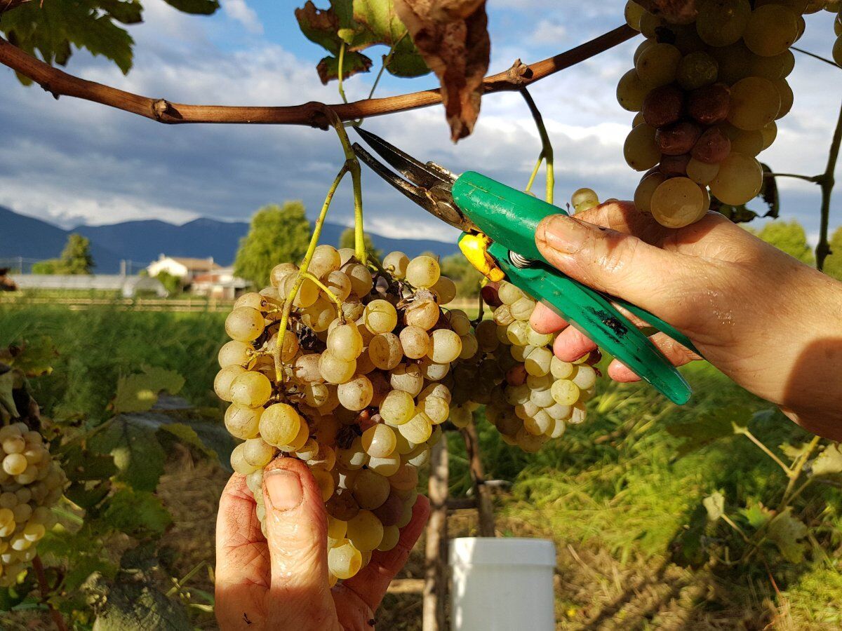 Tour in vigna con vendemmia e Pranzo tipico in fattoria desktop picture