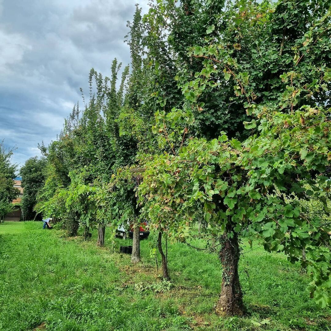 Tour in vigna con vendemmia e Pranzo tipico in fattoria desktop picture