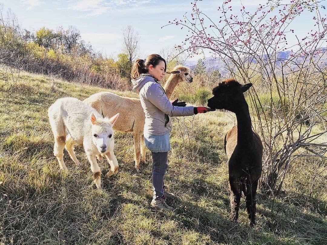 Visita guidata in fattoria: tra simpatici Alpaca e il prezioso Cashmere desktop picture