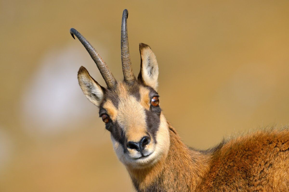 Trekking da Premana all’Alpe Ariale: tra i boschi della Val Marcia Trekking da Premana all’Alpe Ariale: tra i boschi della Val Marcia desktop picture