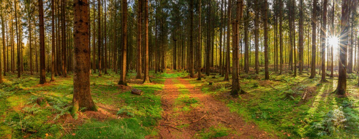 Shinrin-Yoku: Bagno di bosco alle Grotte di Ara desktop picture