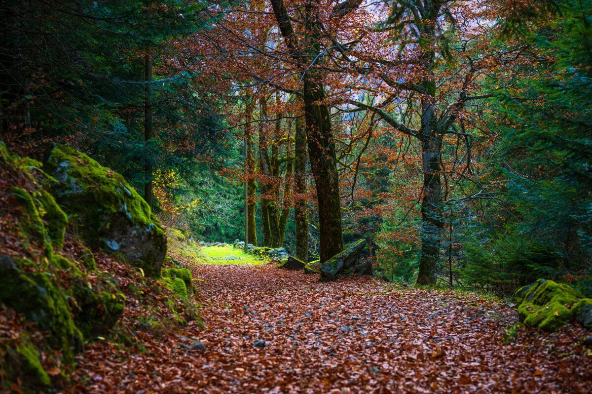 Camminata nel foliage della Foresta incantata dei Bagni di Masino desktop picture