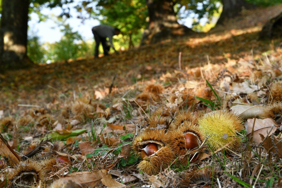 Trekking con raccolta delle castagne lungo il Sentiero dell’Alto Molgora Trekking con raccolta delle castagne lungo il Sentiero dell’Alto Molgora desktop picture