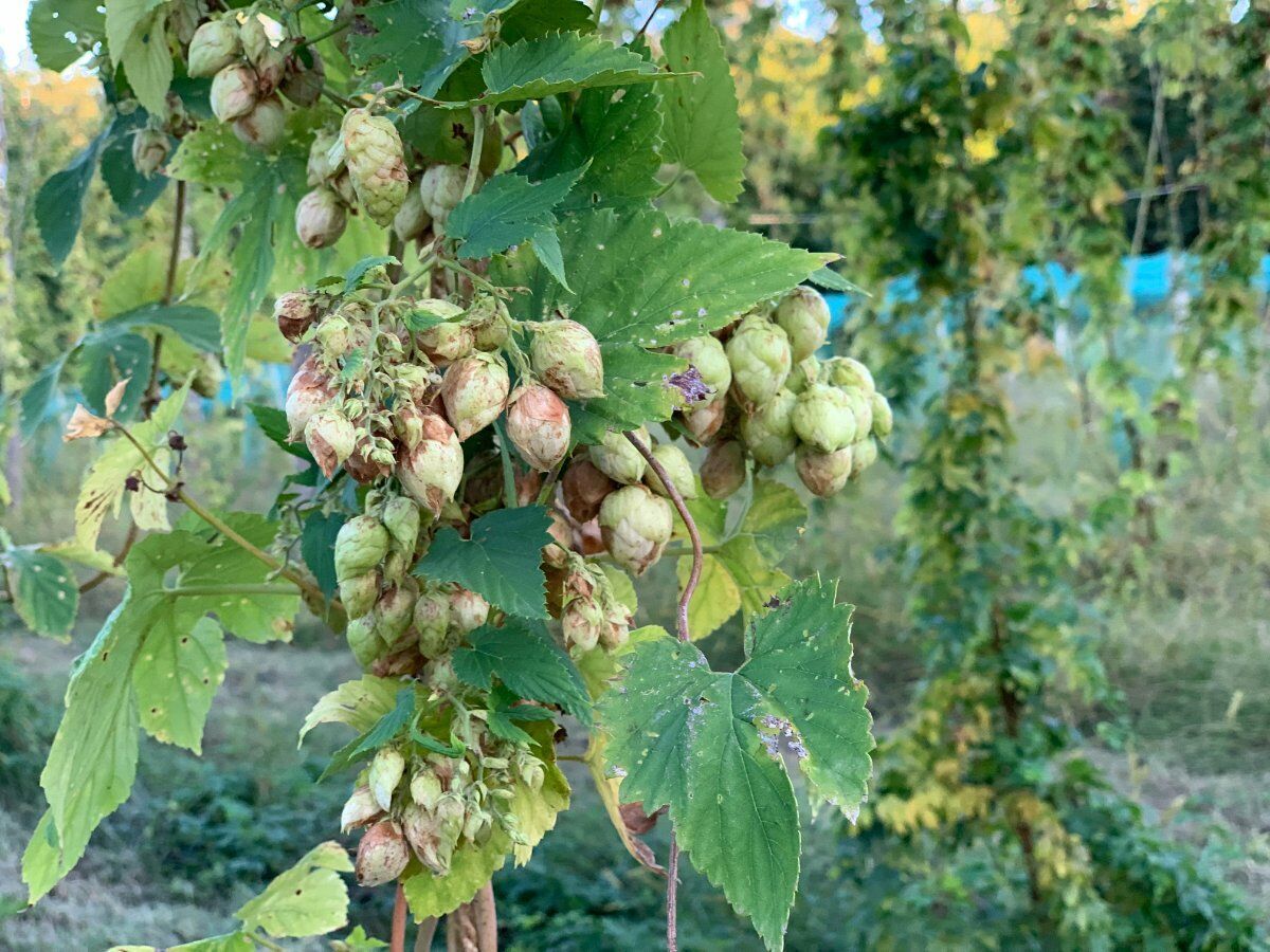 Passeggiata con raccolta di castagne e degustazione al luppoleto Passeggiata con raccolta di castagne e degustazione al luppoleto desktop picture