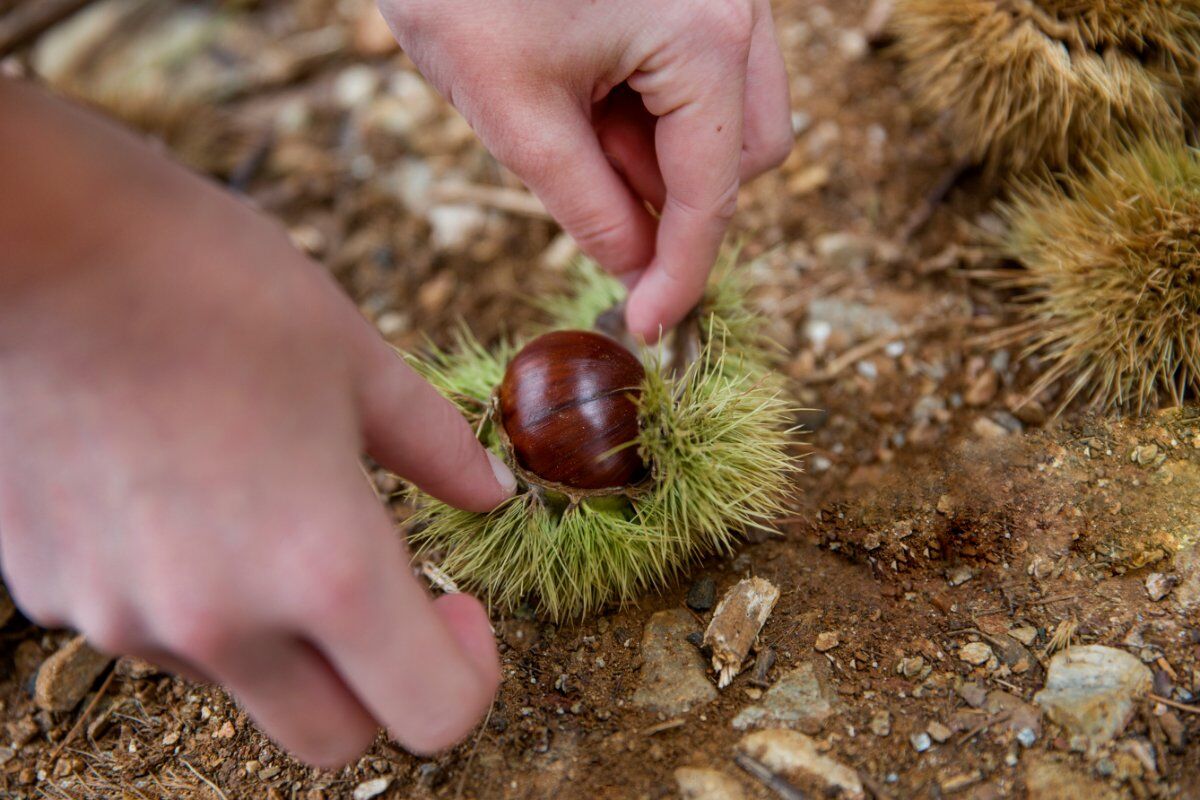 Passeggiata con raccolta di castagne e degustazione al luppoleto Passeggiata con raccolta di castagne e degustazione al luppoleto desktop picture
