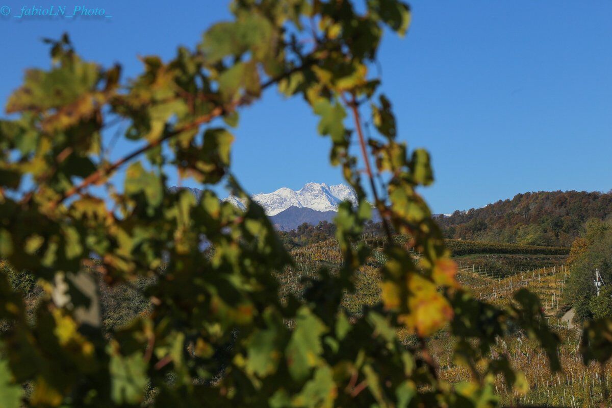 Trekking panoramico tra le vigne di Gattinara Trekking panoramico tra le vigne di Gattinara desktop picture