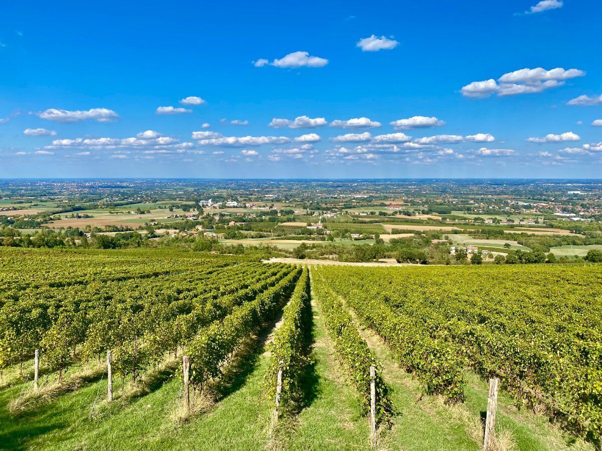 Trekking panoramico tra le vigne di Scandiano con degustazione di vini desktop picture