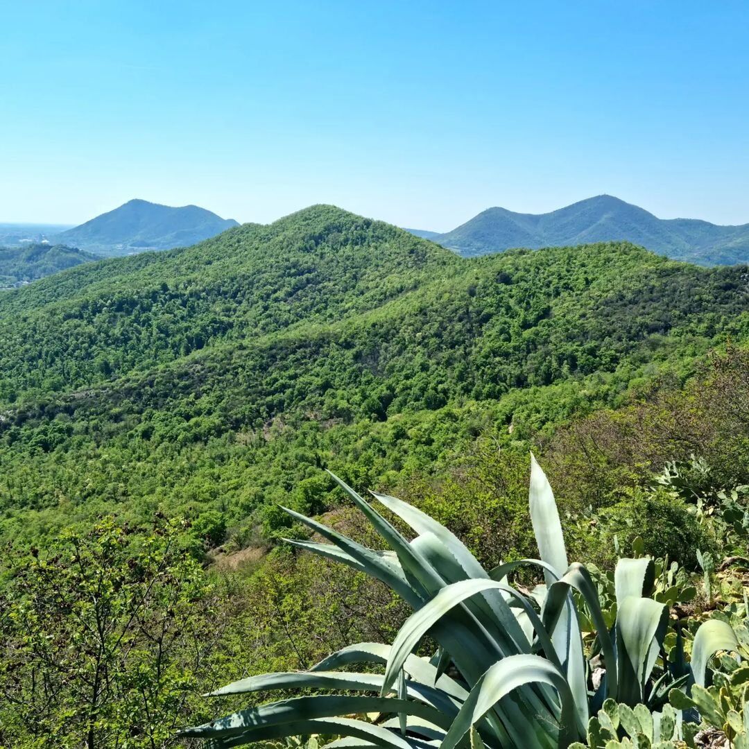 Trekking al Monte Ceva: un tesoro di biodiversità nei Colli Euganei desktop picture