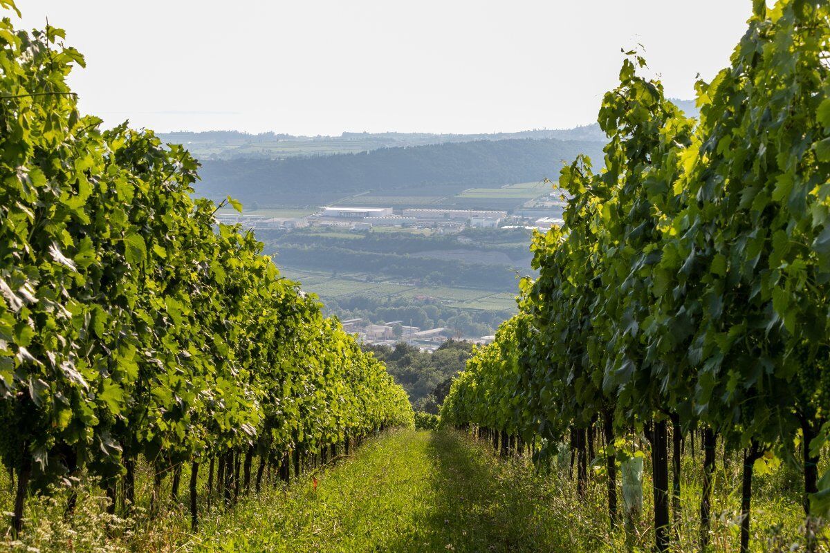 Passeggiata con degustazione nei luoghi del cinema della Valpolicella Passeggiata con degustazione nei luoghi del cinema della Valpolicella desktop picture