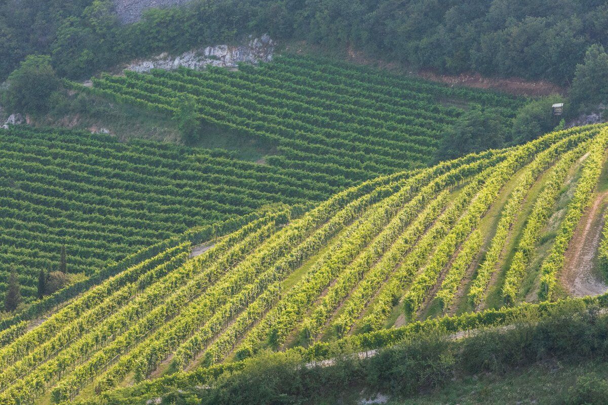 Passeggiata con degustazione nella splendida Mezzane di Sotto Passeggiata con degustazione nella splendida Mezzane di Sotto desktop picture