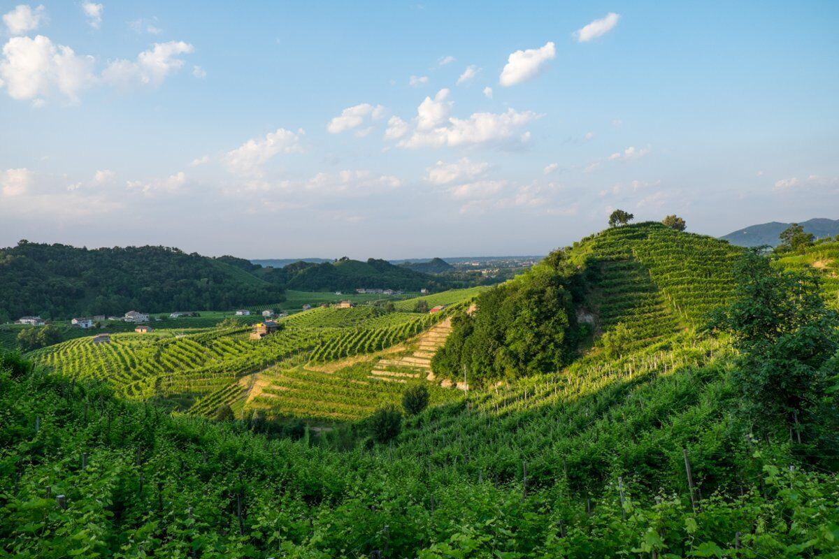 E-bike Tour sulle Colline del Prosecco: tra vigne e storia E-bike Tour sulle Colline del Prosecco: tra vigne e storia desktop picture